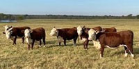 8 Reg. Polled Hereford Bred Heifers... E. Central OK