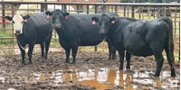 3 Angus Cows... East TX