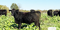 31 Angus Bred Heifers... Southwest MO