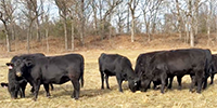 50 Angus Bred Heifers... Southwest MO