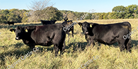 22 Angus & BWF Bred Heifers... Southwest MO