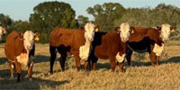 48 Hereford Bred Heifers... East TX