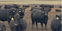 45 Purebred Angus Cows... Central MO
