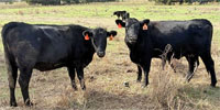 15 Angus 1st-Calf Pairs... N. Central TX