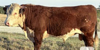 2 Reg. Hereford Bulls... N. Central TX