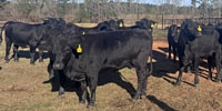 22 Brangus Rep. Heifers... East TX