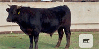 6 Wagyu Bulls for Sale or Lease... Central TX
