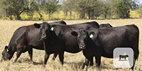 20 Angus Bred Heifers... Central TX