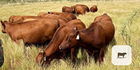 15 Red Angus Rep. Heifers... North TX ~ BVD-PI Neg.
