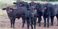 32 Brangus & Braford/Tigerstripe Rep. Heifers... Northwest GA