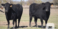 135 Angus & 'BWF' Cows...  E. Central OK