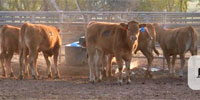 14 Reg. Akaushi Stocker Heifers & Steers... Southwest OK