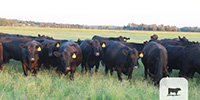 48 Angus Bred Heifers... Central TX