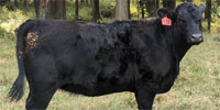 15 SimAngus Rep. Heifers... Southwest MO