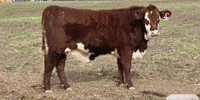 45 Beefmaster, Santa Gertrudis & Crossbred Rep. Heifers... Central TX