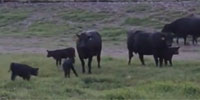320	Angus Pairs... Northeast IA