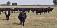 120 Angus Cows w/ 10+ Calves... North TX