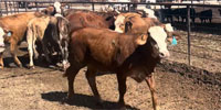 75 Braford/Tigerstripe Rep. Heifers... N. Central TX