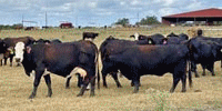 45 Angus, Brangus & BMF Cows... Central TX