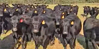 100	Angus Bred Heifers... N. Central OK