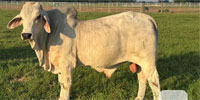 4 Reg. Brahman Bulls... S. Central LA