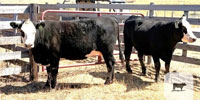 2 Angus Baldy Bred Heifers... Central TX