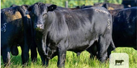 6 Reg. Angus Bulls... Central OK