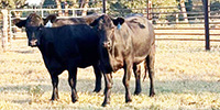 4 Angus Rep. Heifers... Central TX