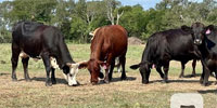 46 Angus, Brangus, Beefmaster, Charolais, Braford & Crossbred Cows... Central TX