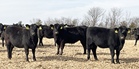 60 Angus & Black Baldy Bred Heifers... Southwest MO