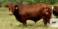 4 Reg. Beefmaster Bulls... S. Central OK