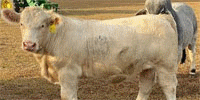 1 Reg. Charolais Bull... FL Panhandle