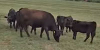 32 Angus & Angus Cross Pairs... S. Central OK