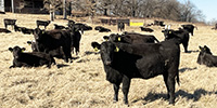 62 Angus & BWF Bred Heifers... Southwest MO