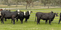 20 Brangus, Brangus Baldy & Hereford 'RMF' Bred Heifers... South TX