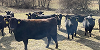 40 Angus & Black Baldy Cows... Southwest MO