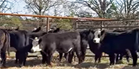 12 Angus Cross 'BWF' Rep. Heifers... Southeast OK