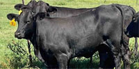 20 Brangus Rep. Heifers... N. Central LA