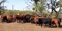 32 Angus & Red Angus Cows... N. Central TX