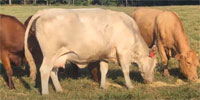 100 Angus, SimAngus, Red Angus & Charolais Cows... Southwest MO