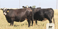 40 Angus & BWF Cows... TX Panhandle