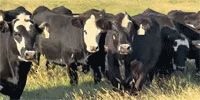 85 F1 Angus Black Baldy Bred Heifers... N. Central OK