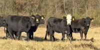 90 Angus & BWF Bred Heifers... Northeast AR