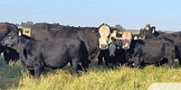 15 Angus 'BWF' Pairs... Central TX (1)