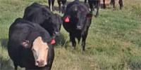 40 Angus Cows... S. Central OK