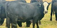 31 Angus/Brangus & 'BWF' Bred Heifers... Northeast TX