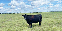 1,400 Angus Cows w/ 200+ Calves... Northwest OK