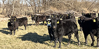 50 Angus & BWF Bred Heifers... Southwest MO