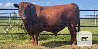1 Reg. Red Angus Bull...  N. Central OK