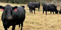 20 Angus Pairs... East TX